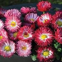 Bellis Rosy Glow 6 x 9cm Pots