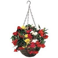 begonia pendula trailing mix 2 pre planted rattan hanging baskets