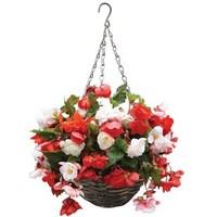 Begonia Odorata Mix 1 Pre-Planted Rattan Hanging Basket