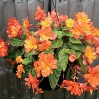 begonia apricot sparkle 4 pre planted hanging baskets