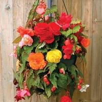 Begonia Sparkle Trailing Mix 4 Pre-Planted Hanging Baskets