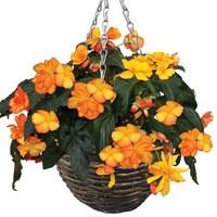 Begonia Apricot Sparkle Trailing 4 Pre-planted Rattan Baskets