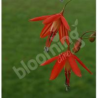 bessera elegans coral drops pack of 25 bulbs