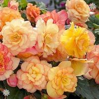 Begonia Majestic Sunburst Picotee x 12 jumbo plug