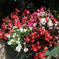 Begonia semp. \'Organdy Mix\' 40 plug plants