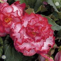 begonia majestic pink picotee x 12 jumbo plug