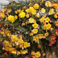 Begonia \'Illumination Apricot Shades\' x 12