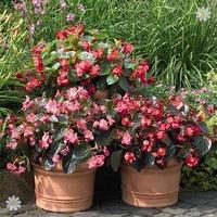 begonia bigwhopper mix x 12 jumbo plugs