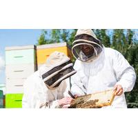 Bee Keeper for a Day Experience in Sussex
