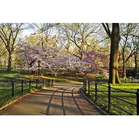 Bike Rental Central Park