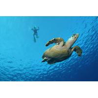 big island snorkel cruise along kohala coast