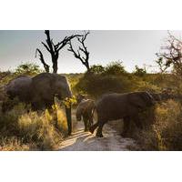 Big Five Afternoon Game Drive in Kruger National Park