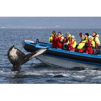 Big Whale Safari and Puffins Tour from Húsavík