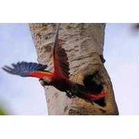 Bird Watch Tour in Ixpanpajul, T...