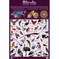 Birds Wall Chart