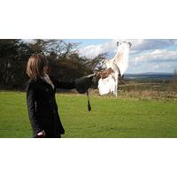 bird of prey falconry in northumberland