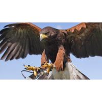 Bird of Prey Experience for Two in North Yorkshire