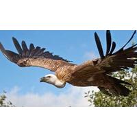 bird of prey experience in cheshire