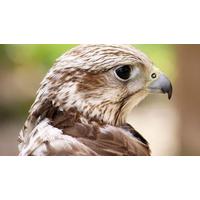 Bird of Prey Falconry Experience in Essex