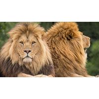 Big Cat Photography in Bedfordshire