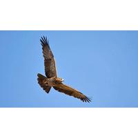 bird of prey experience for two in warwickshire