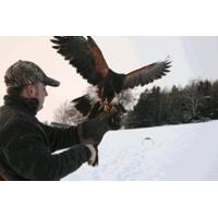 Bird of Prey Half Day Experience UK Wide