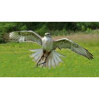 Bird of Prey Falconry Day in Northumberland