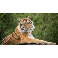 Big Cat Photography in Merseyside