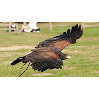 Bird of Prey Falconry Day in Dorset