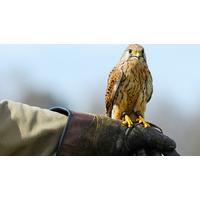 Bird of Prey Experience for Two in the Cotswolds