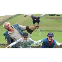 Bird of Prey Experience in Hampshire