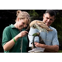 Birds of Prey Experience in Hampshire