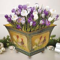 Bicolour Crocus - Gift - 1 x Bicolour Crocus