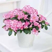 Bicolour Azalea - Gift - 1 x Azalea Pink & White