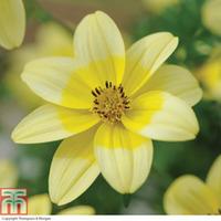 Bidens \'Spotlight\' - 5 bidens Postiplug plants