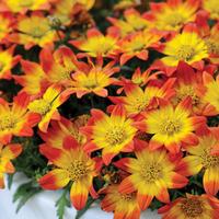 Bidens \'BeeDance Painted Red\' - 5 bidens Postiplug plants