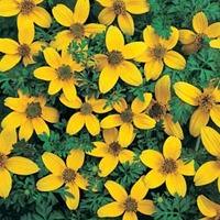 bidens ferulifolia golden eye 1 packet 75 bidens seeds