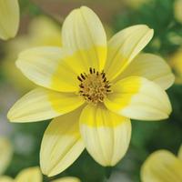 bidens spotlight 5 bidens jumbo plug plants