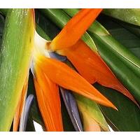 Birds of Paradise