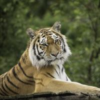 Big Cat Photography Workshop | Merseyside