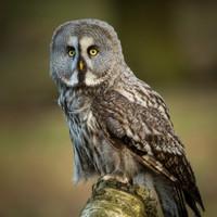 Bird Photography Masterclass | M...