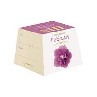 Birth Flowers February