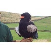Birds of Prey Experience in North Yorkshire