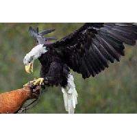 Birds of Prey Experience in Cheshire