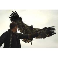 Bird of Prey Experience