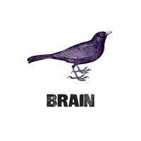 bird brain by patrick thomas