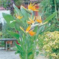 Bird of Paradise Flower - 2 bird of paradise plants in 9cm pots