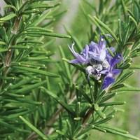 Big Plant Offer Rosmarinus Officinalis (Rosemary) 1 x 9cm pot