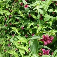 Big Plant Offer Jasminum Beesianum 1x9cm Pot