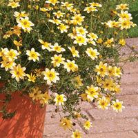 Bidens \'Spotlight\' - 5 bidens plug plants